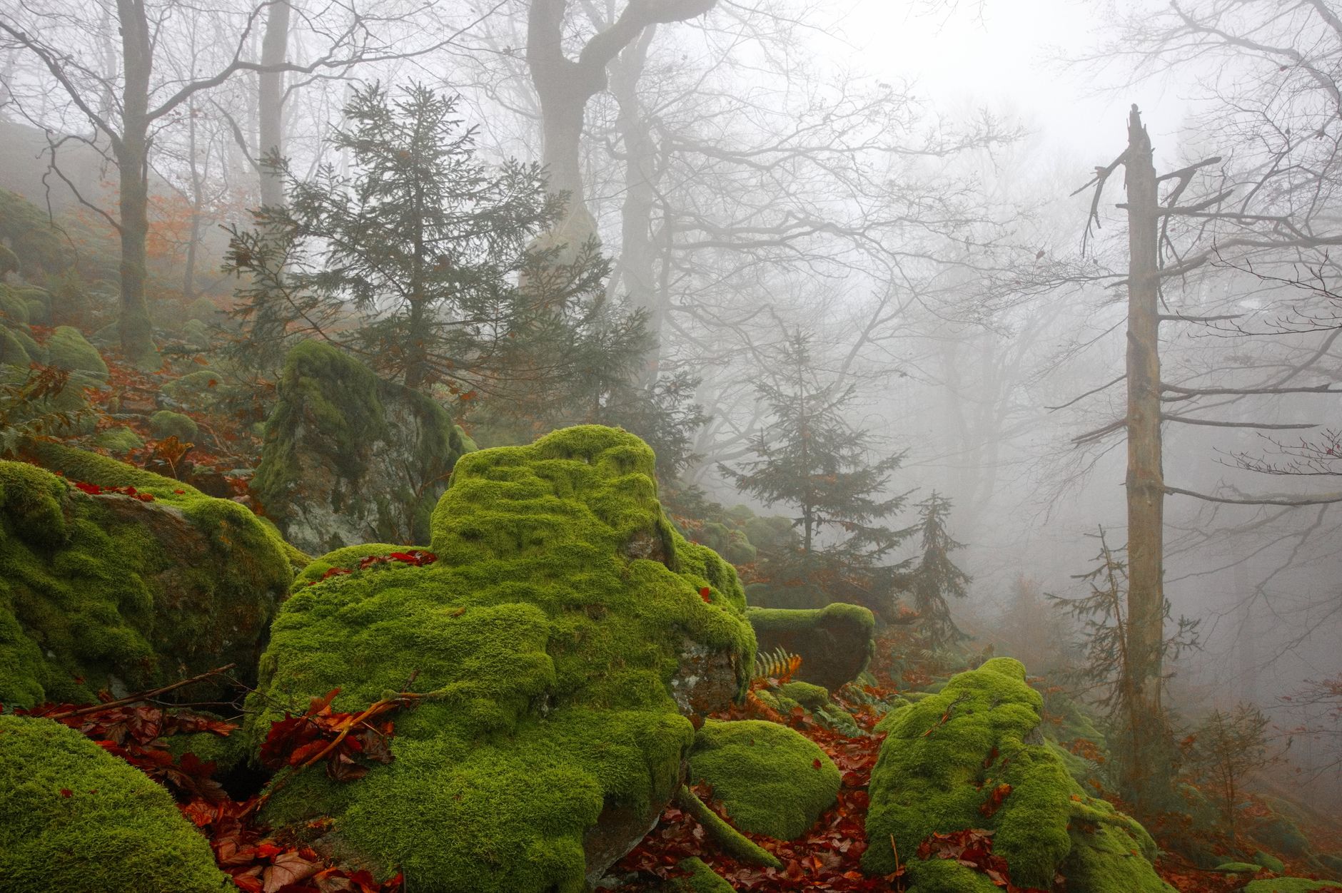 Moss-covered rocks and trees in a foggy highland forest