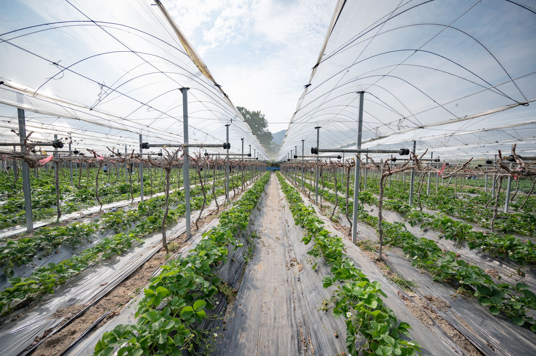Rows of strawberry plants under a greenhouse canopy