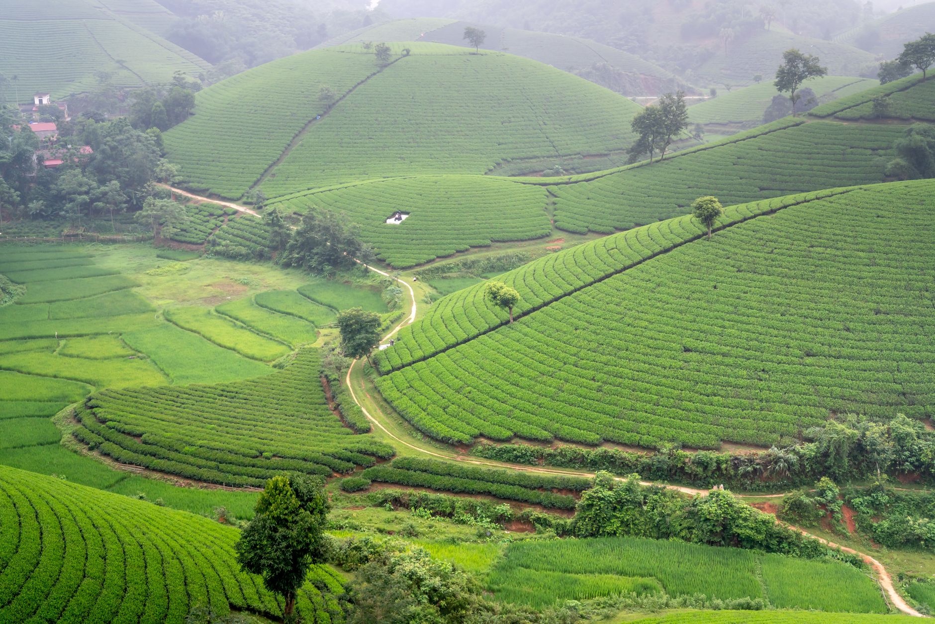 Rolling green tea plantation terraces with winding paths