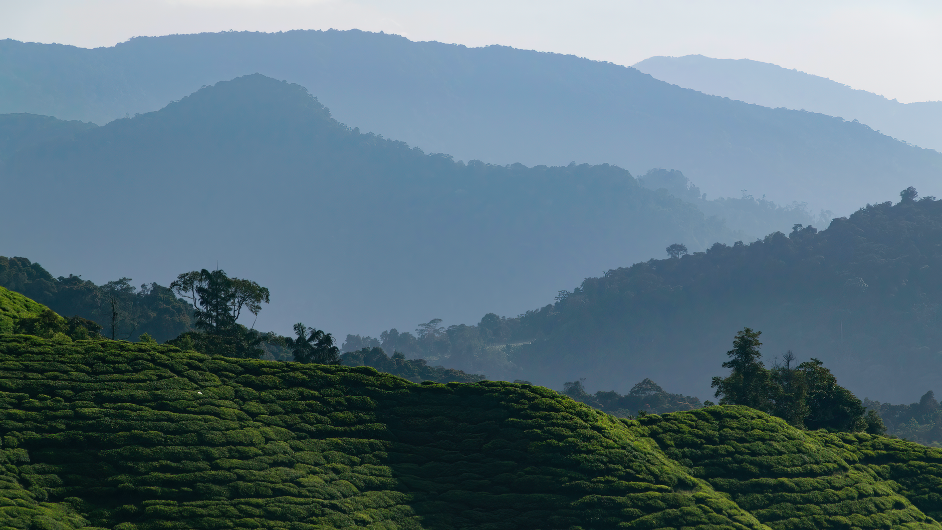 Verdant tea fields in Cameron Highlands under misty mountain ranges